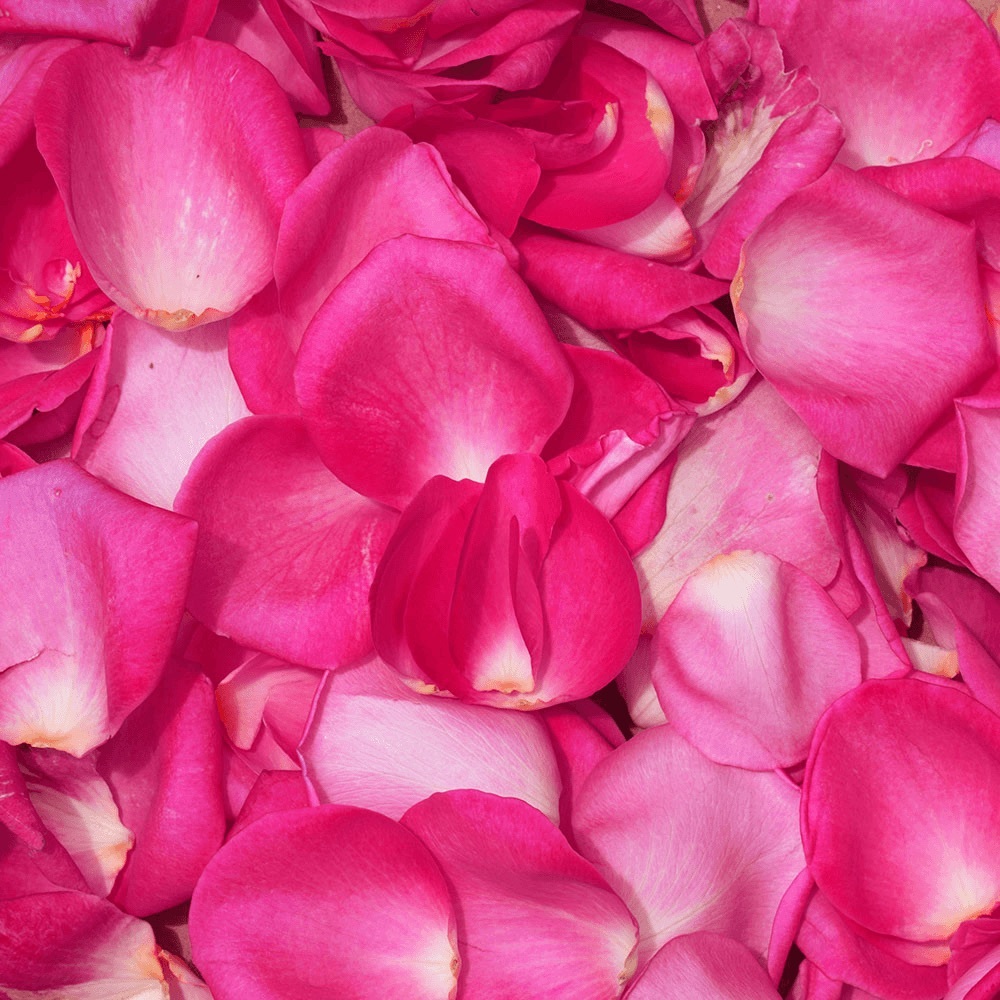 Chantecaille Pink Rose Petal Bath & Body